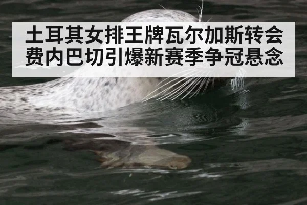 土耳其女排王牌瓦尔加斯转会费内巴切引爆新赛季争冠悬念