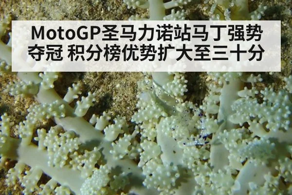 MotoGP圣马力诺站马丁强势夺冠 积分榜优势扩大至三十分